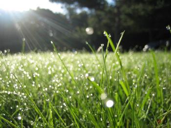 Old European culture: Morning dew