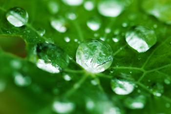 Dew On A Leaf Free Stock Photo - Public Domain Pictures