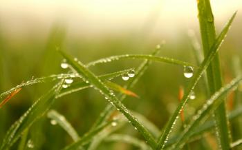 Dew Drop Macro - Wallpaper #33584