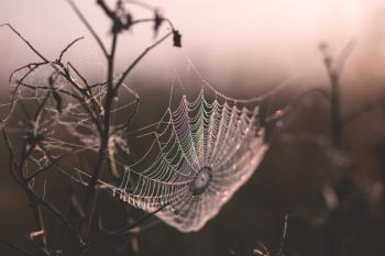 Dew on a spider's web