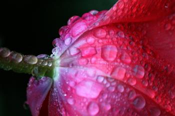 Dew on Flower