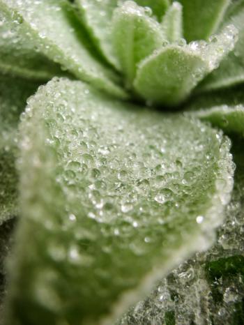 Dew on Lovely Plant