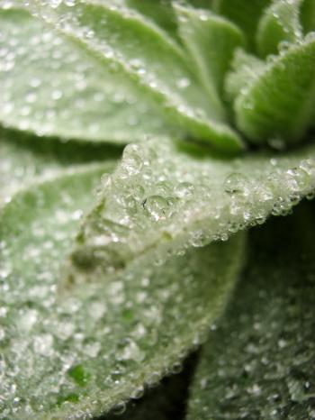 Dew on Lovely Plant