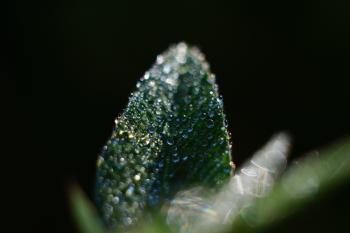 Dew on the Leaf