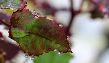 Dew on the Leave