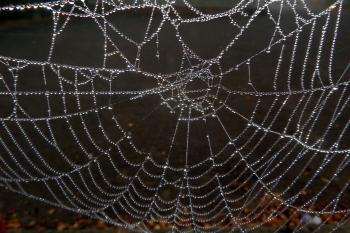 Dew soaked spiders web