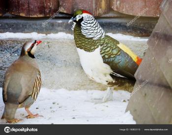 Diamond Pheasant Asian Partridge Diamond Pheasant Flower Pheasant ...