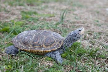 Diamondback terrapin - Wikipedia
