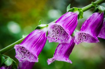 1 LB. (6,200,000+ seeds) Purple Foxglove Flower Seeds Digitalis ...