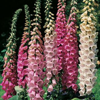 Digitalis at Thompson-Morgan