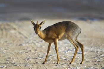 Dik-dik - Wikipedia