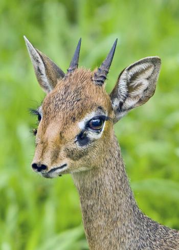 File:Dik-dik Dennis.jpg - Wikimedia Commons