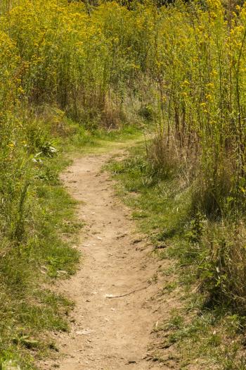 Dirt Path through Yellow Flowers – deetlebop Royalty-Free Stock ...