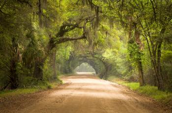 Charleston SC Dirt Road Forest Botany Bay Plantation Spanish Moss ...