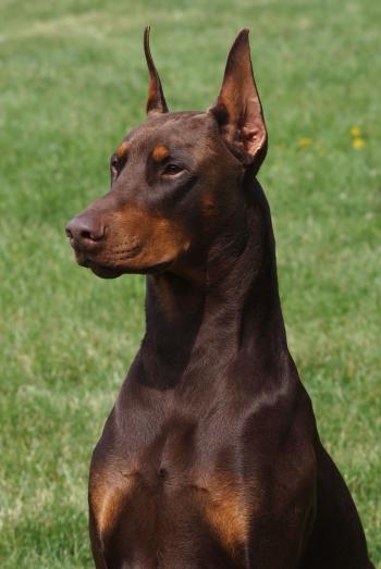 Reminds me of my first Doberman. Which was my first pet growing up ...
