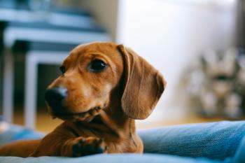 Oklahoma Woman Killed in Attack by Pack of Dachshund Dogs | Time