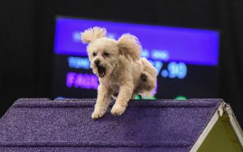 Dogs descend upon Manhattan for Dog Show - CNN Video