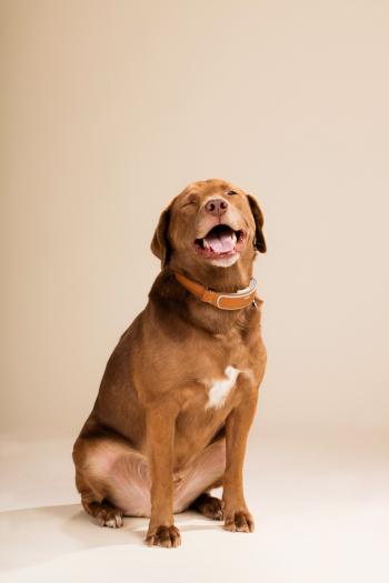 LINK AKC Smart Dog Collar Review: Find Your Lost Pooch | WIRED