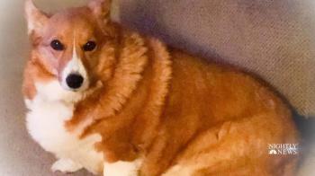 PetSmart faces another dog death