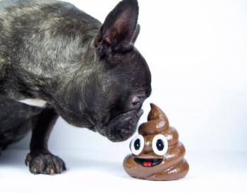 Why Dogs Eat Poop According to Science | PEOPLE.com