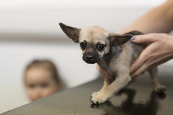 Xylitol poisoning in dogs xylitol | xylitol poisoning dogs | xylitol ...