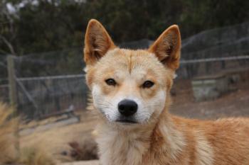 Puppy-Dog Eyes May Have Evolved in Stages - Scientific American