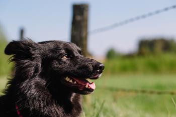 Join Team Dog - Online Dog Training Courses - K9 Community - Mike ...