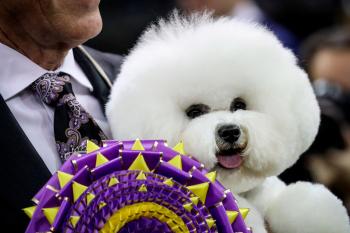 Dogs descend upon Manhattan for Dog Show - CNN Video