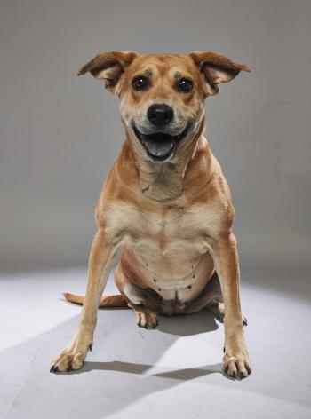 Puppy Bowl XIV Presents: Stars of Dog Bowl | Puppy Bowl | Animal Planet