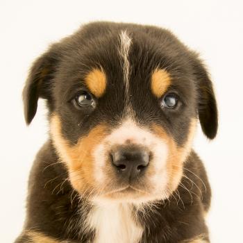 Dog | National Geographic