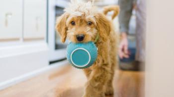 Why your dog is always begging for food even when it's not hungry