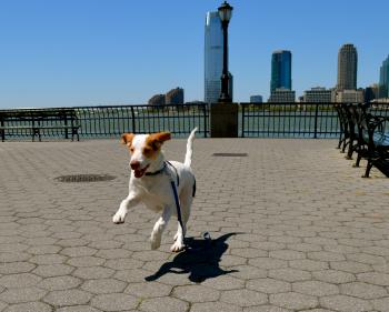 American Dog | Hot Diggity Dogs