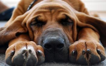 Dog Close Up Wallpaper 39587 1920x1200 px ~ HDWallSource.com