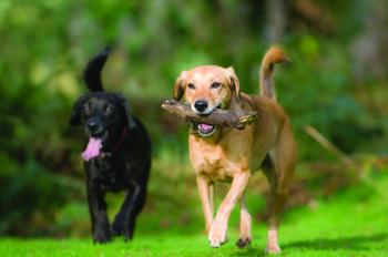 dog-park-nyc | The Pin The Map Project