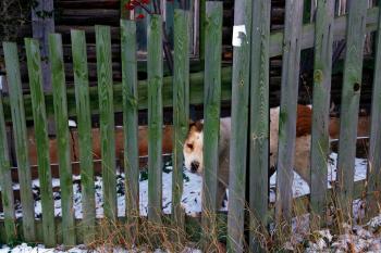 Dog looks through fence