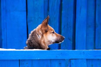 Dog on a blue background
