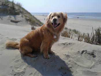 Dog on the Beach