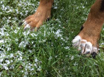 Dog paws on snowy grass