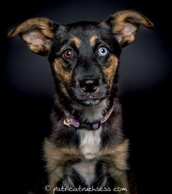 dog portrait |