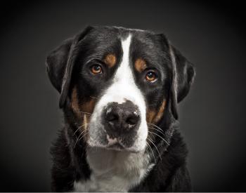 Portrait of Great Swiss Mountain Dog wallpapers and images ...