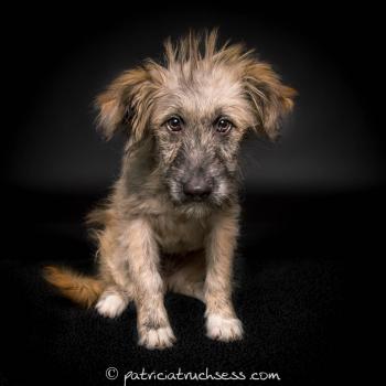 dog portrait |