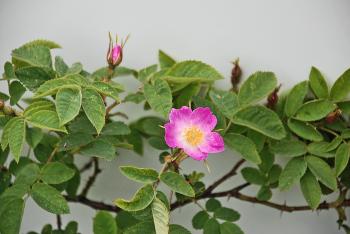 Rosa Canina (Dog Rose) - Trees Please