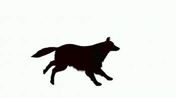 Silhouette of dog running across the screen Motion Background ...