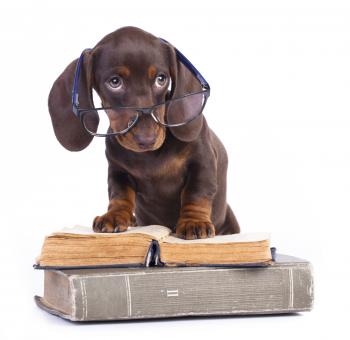 Pound Ridge Veterinary Center | Back-to-School (dog training 101 ...