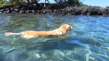 Cute Dog Swimming At Honokohau Harbor Dog Beach - Kailua-Kona, Big ...