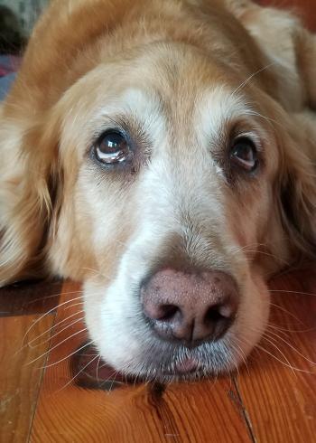 Doggy Herpes: Even Good Girls Get It | thek9harperlee