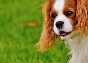 Tricks to Prevent a Soggy Doggy - Residential Cleaning Tip