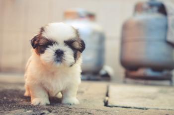 Tricks to Prevent a Soggy Doggy - Residential Cleaning Tip