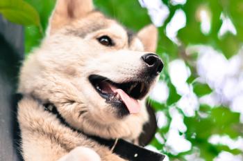 The Pros and Cons of Doggy Daycare - Orchard Country Store