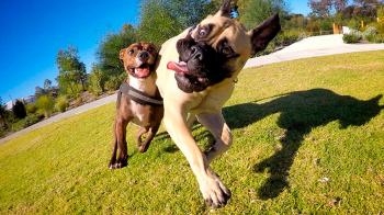 Dogs Playing with Each Other #59 - YouTube